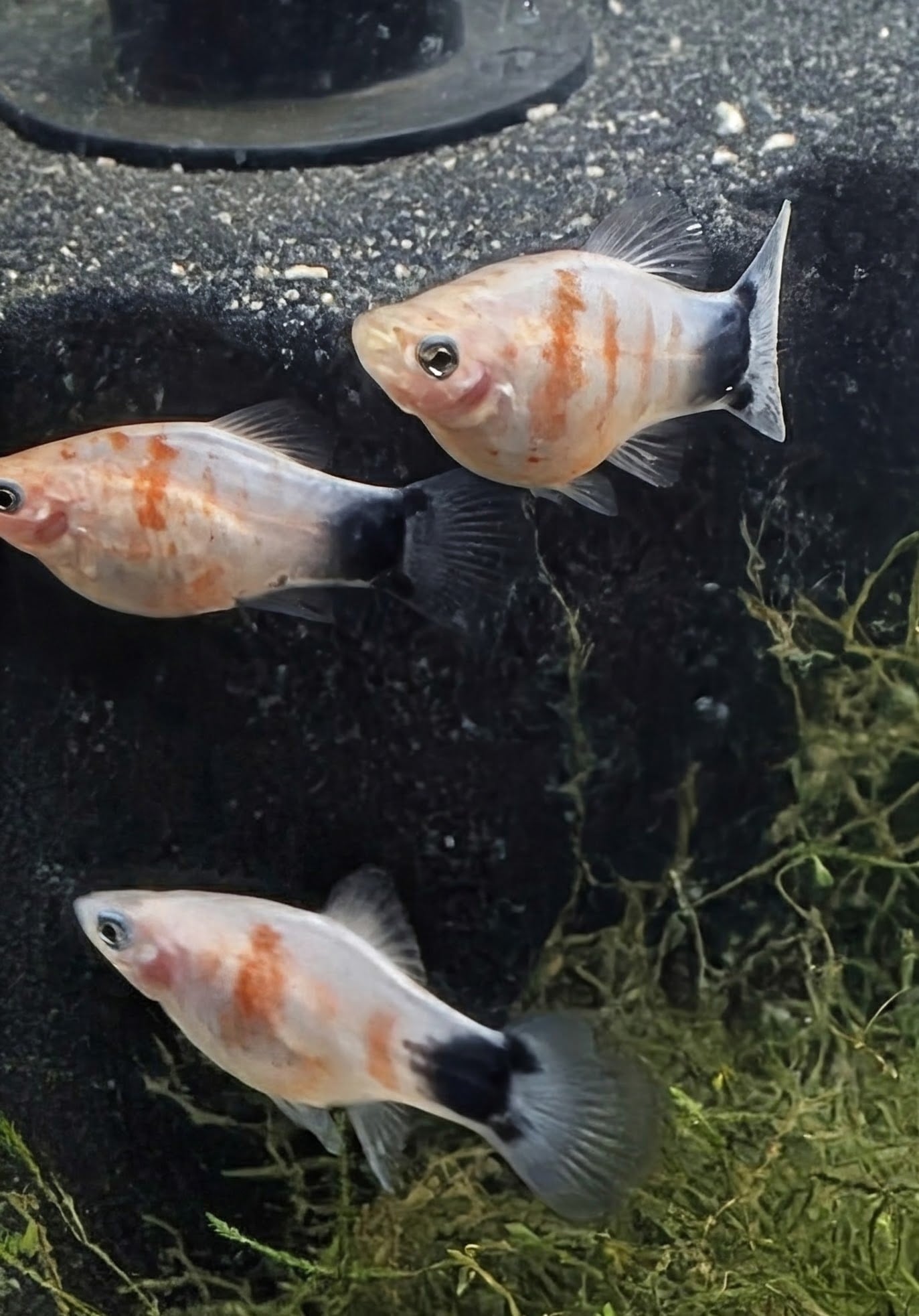 Gilled Gems – 3 Female Tiger Striped Mickey Mouse Platies