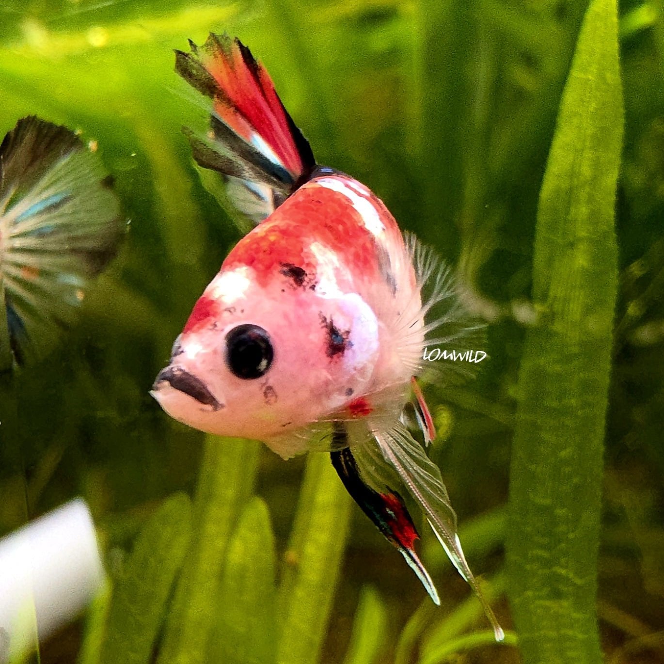 LOMWILD Premium Betta Fish Healthy Stock Live Betta Fish USA Bred | Fancy Betta Fish | Aquarium Ready