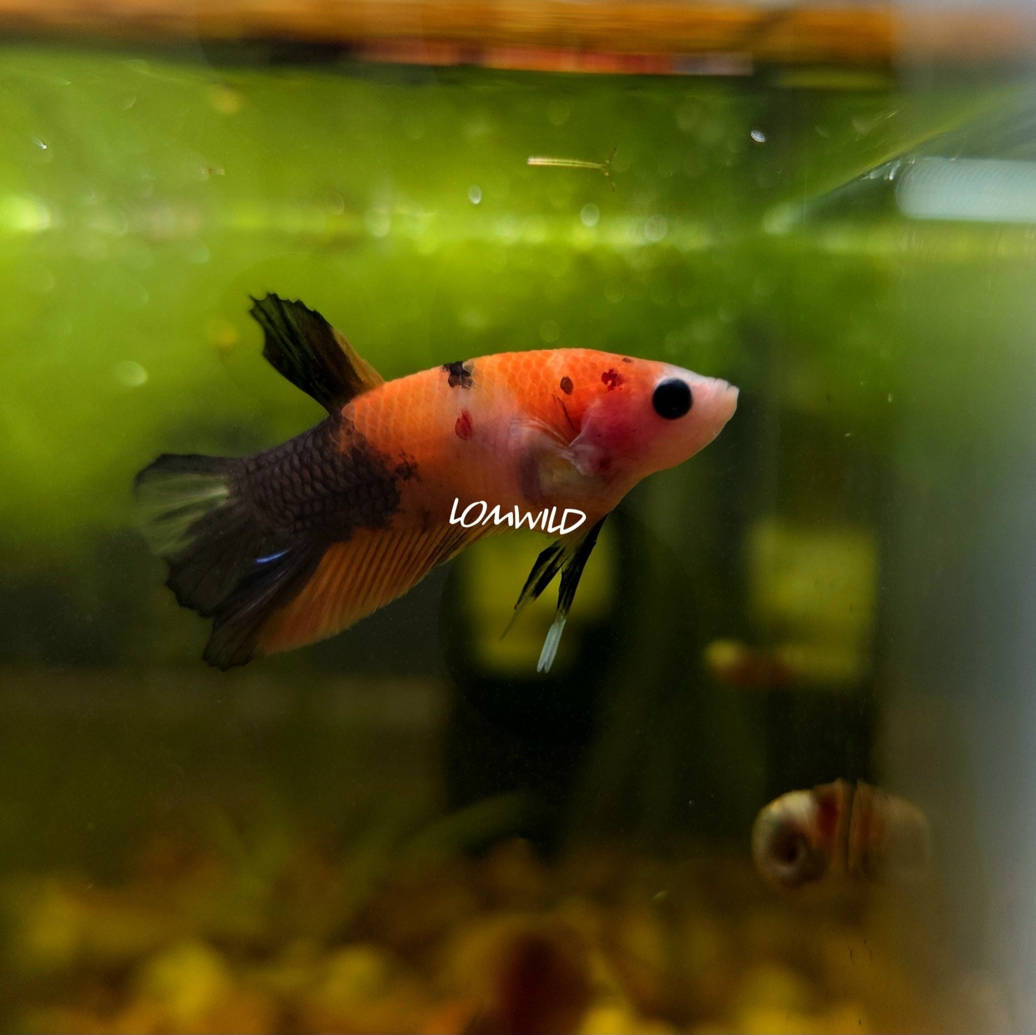#169 LOMWILD Fancy Koi Male Betta Fish Premium Aquarium Line