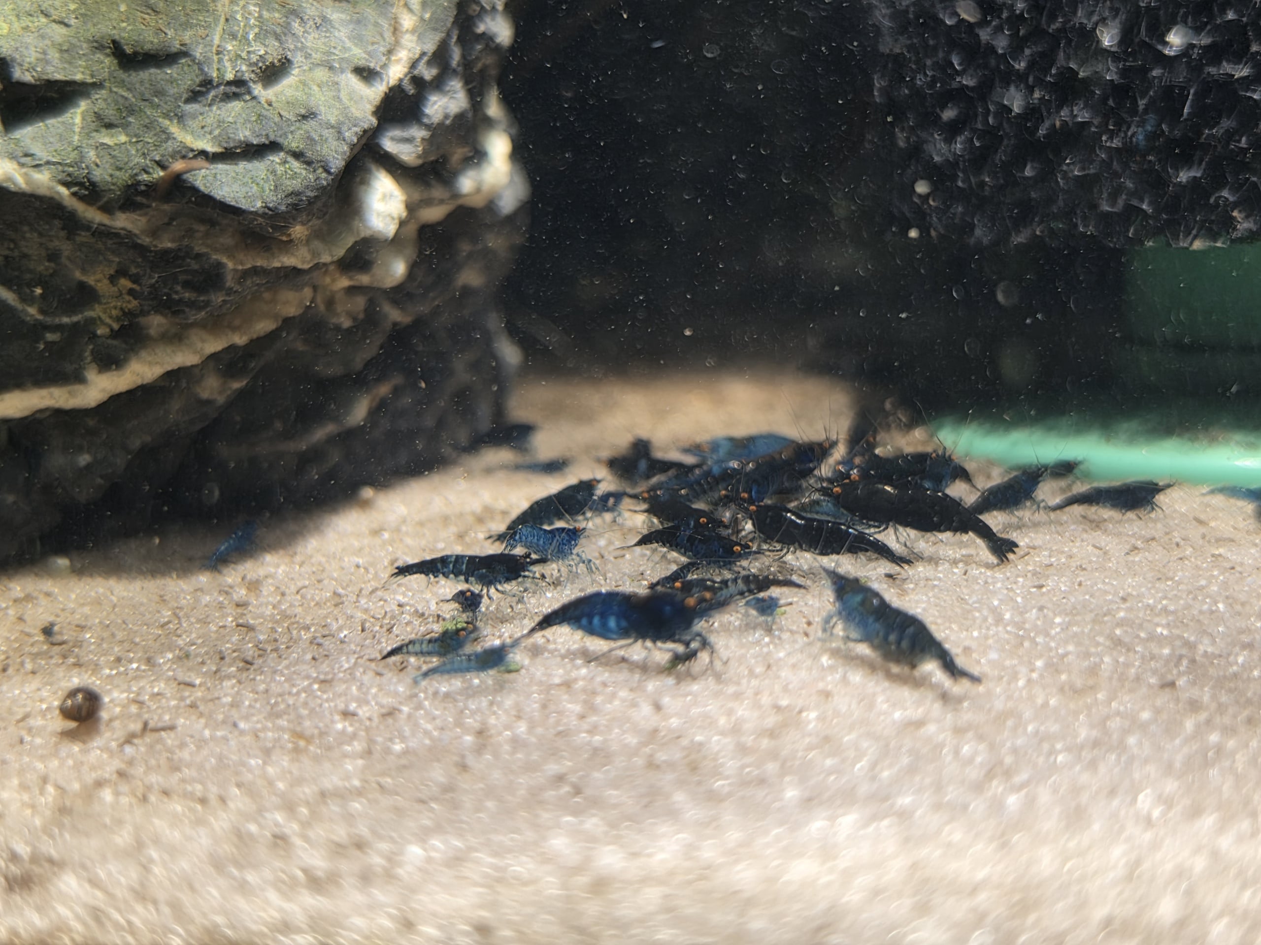 10+extra Orange Eye Blue Demon Neocaridina