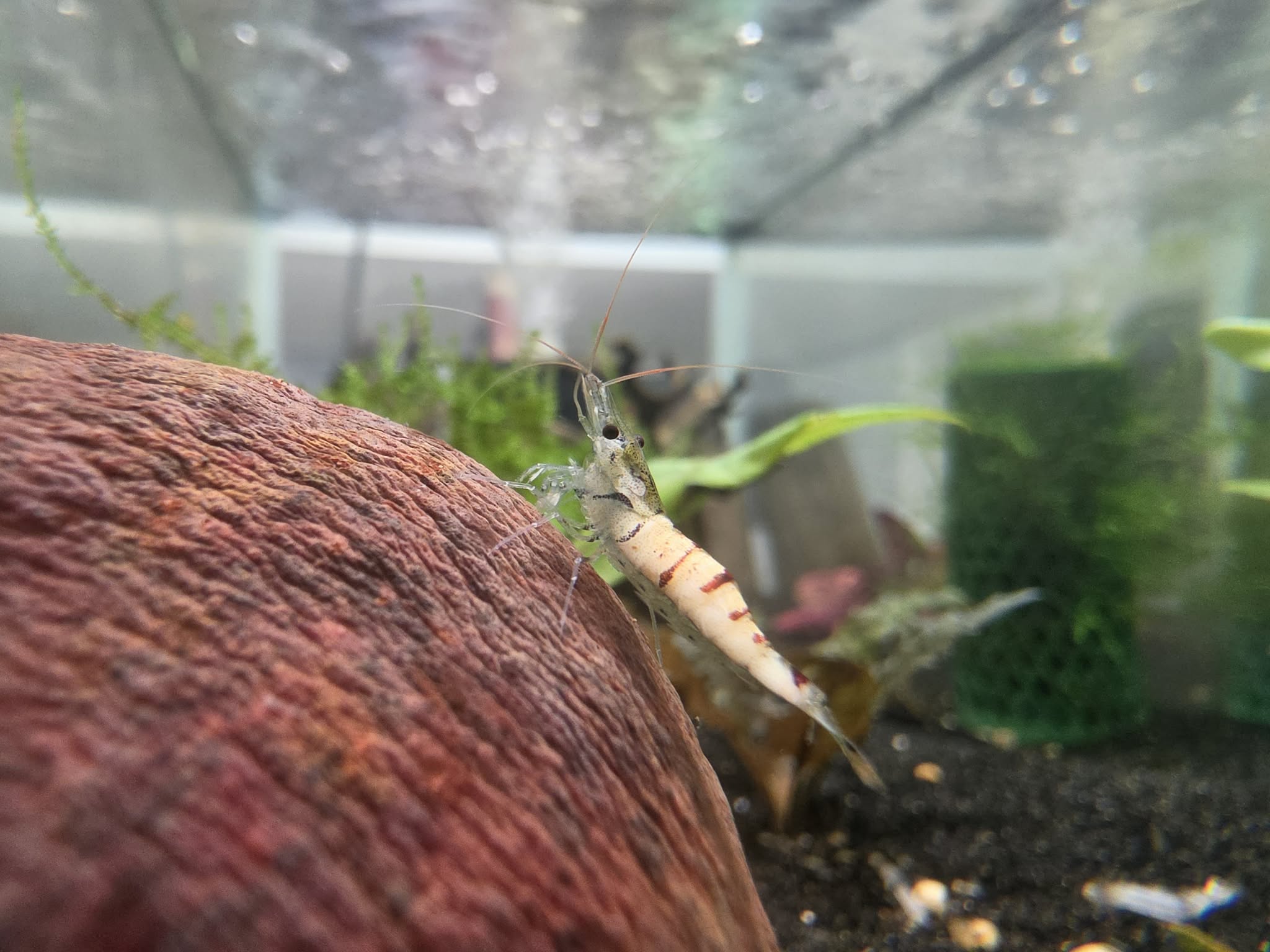 6 + Snow Zebra Sulawesi in Neo Parameters