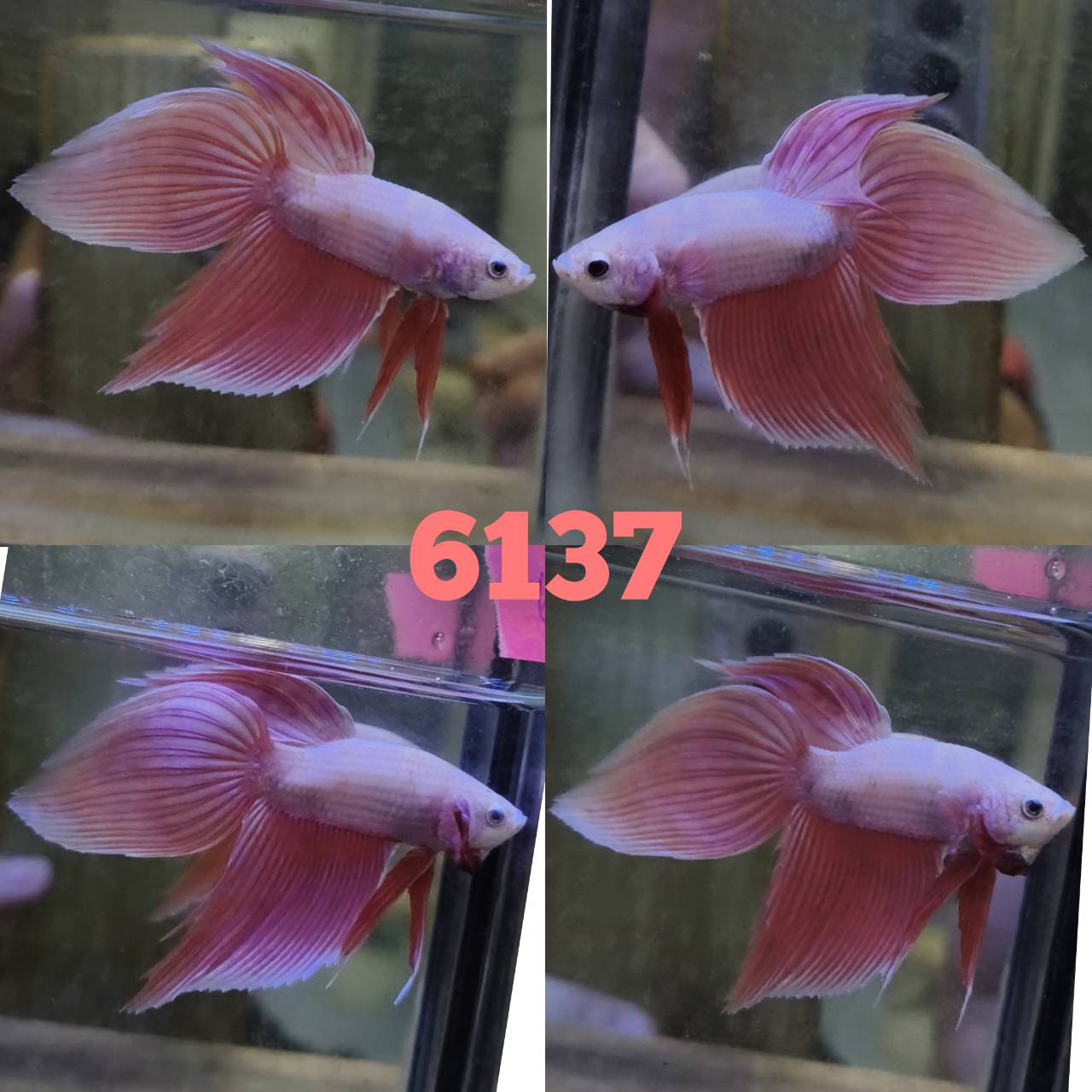 VT male 1.5 inch