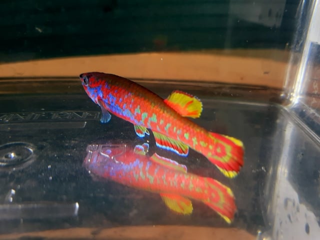 Aphyosemion exigoideum BBW 00/02 20 eggs