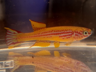 Aphyosemion ottogartneri  Mpassa CI 2015  30 eggs