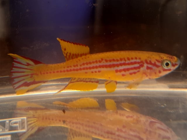 Aphyosemion ottogartneri  Mpassa CI 2015  30 eggs