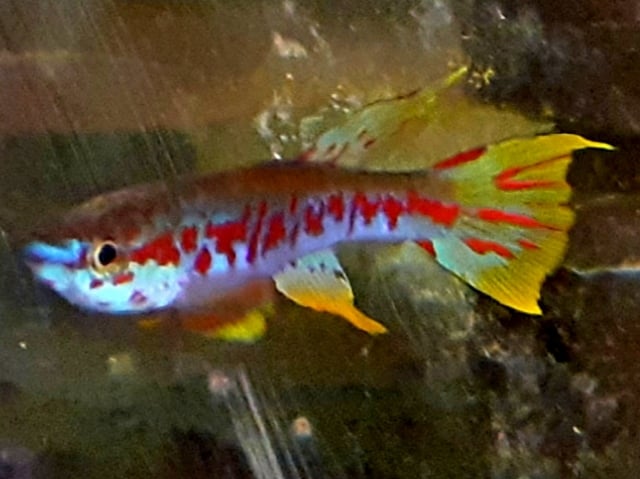 Aphyosemion louessense Kingouma RPC 78/33 25 eggs