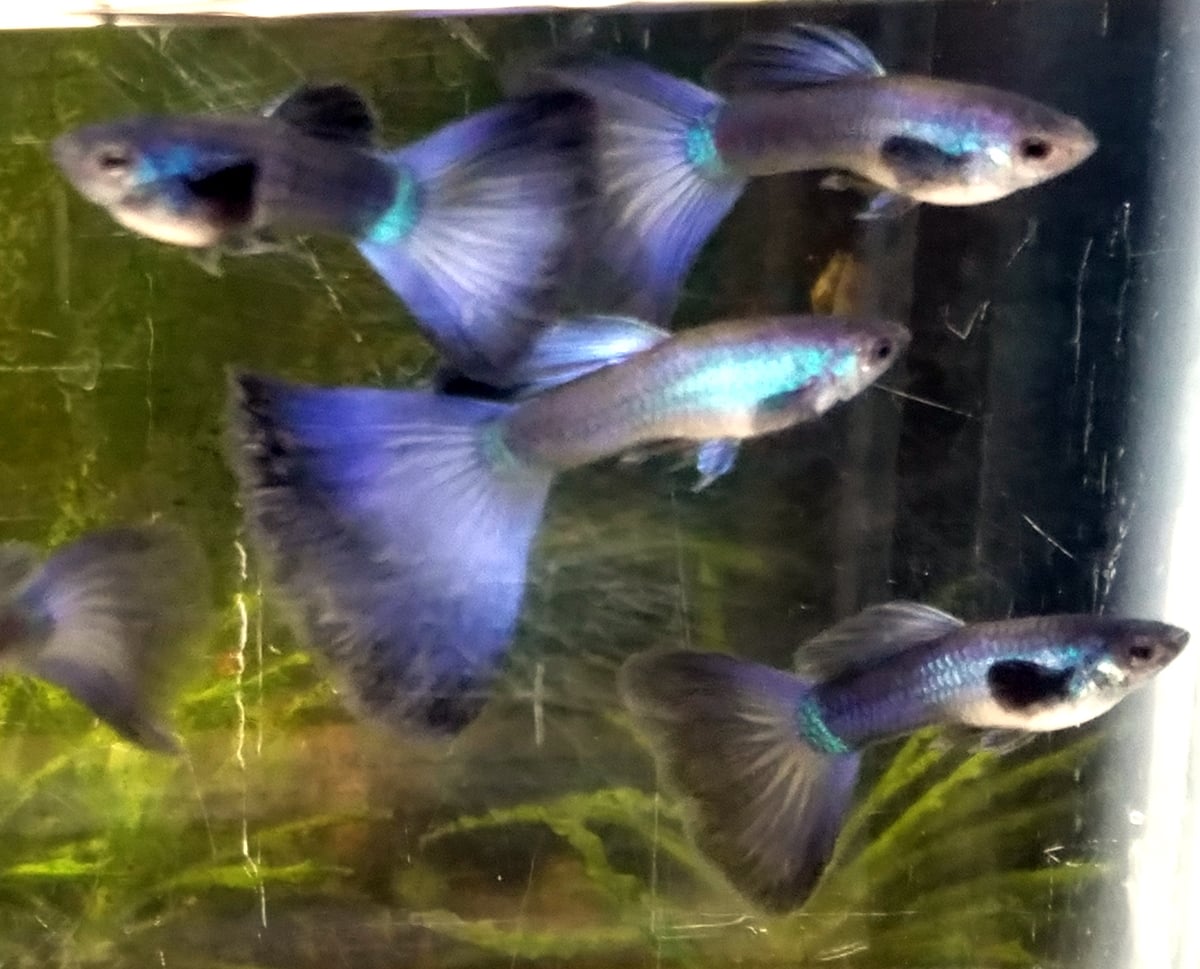 Pair Purple Moscow guppies - Premium grade