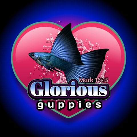 Store: Glorious Guppies