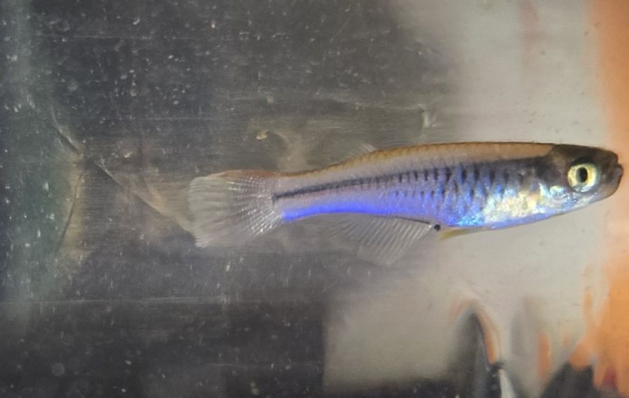 Hylopanchax stictopleuron 'Cameroon' 3 Pairs
