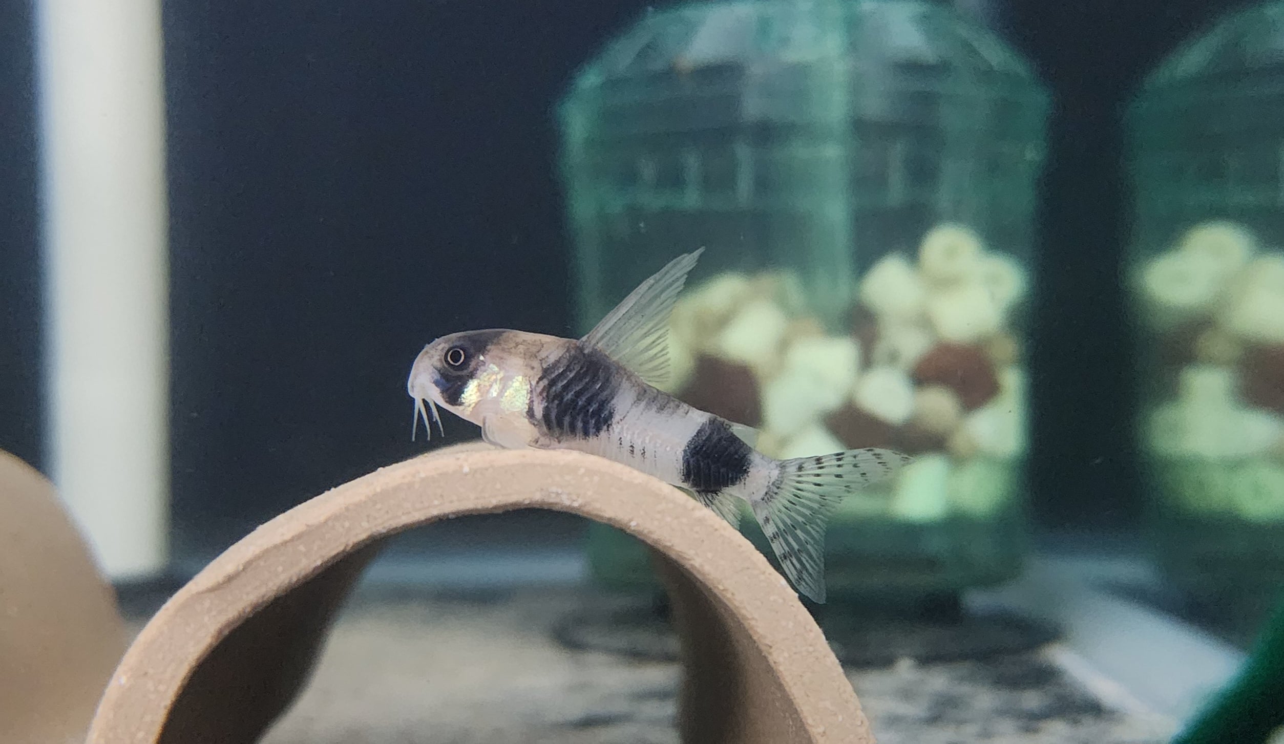 Store: Rift to River Aquatics