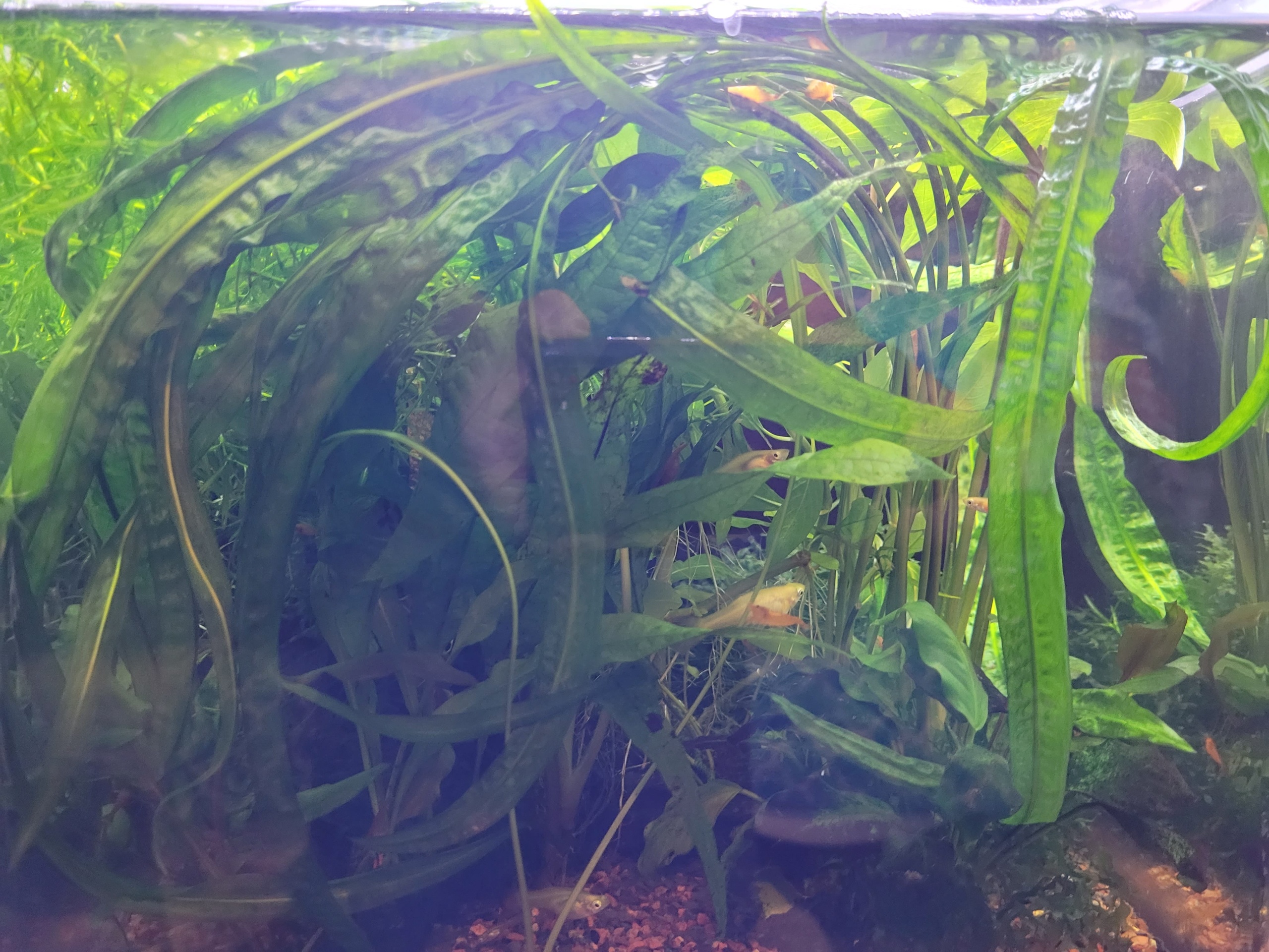 Store: Just Plants