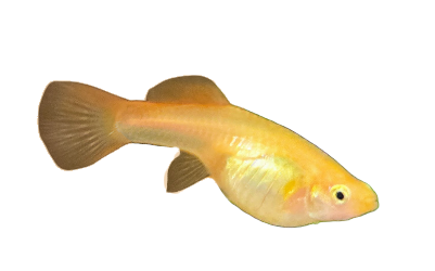 Japan Tropical Sky Guppy (Female)