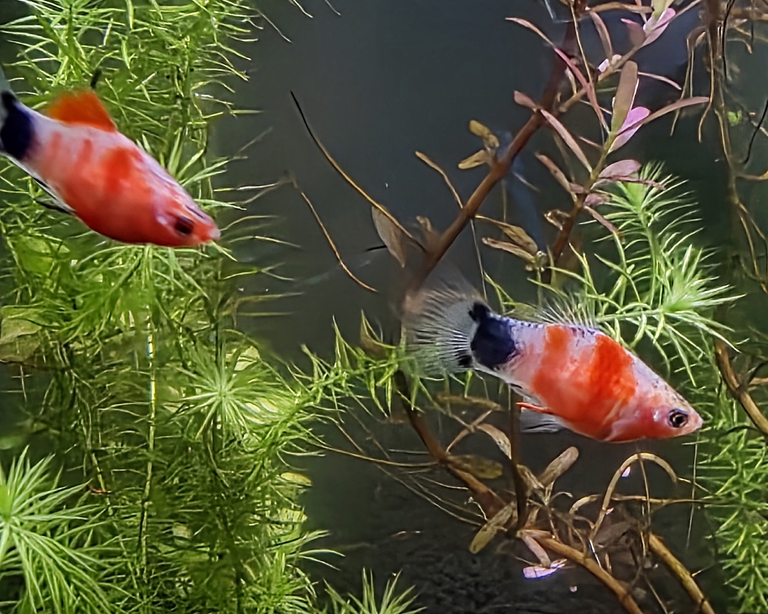 Gilled Gems • True‑Strain Male Tiger Striped Mickey Mouse Platy • Boutique‑Raised Excellence ????✨