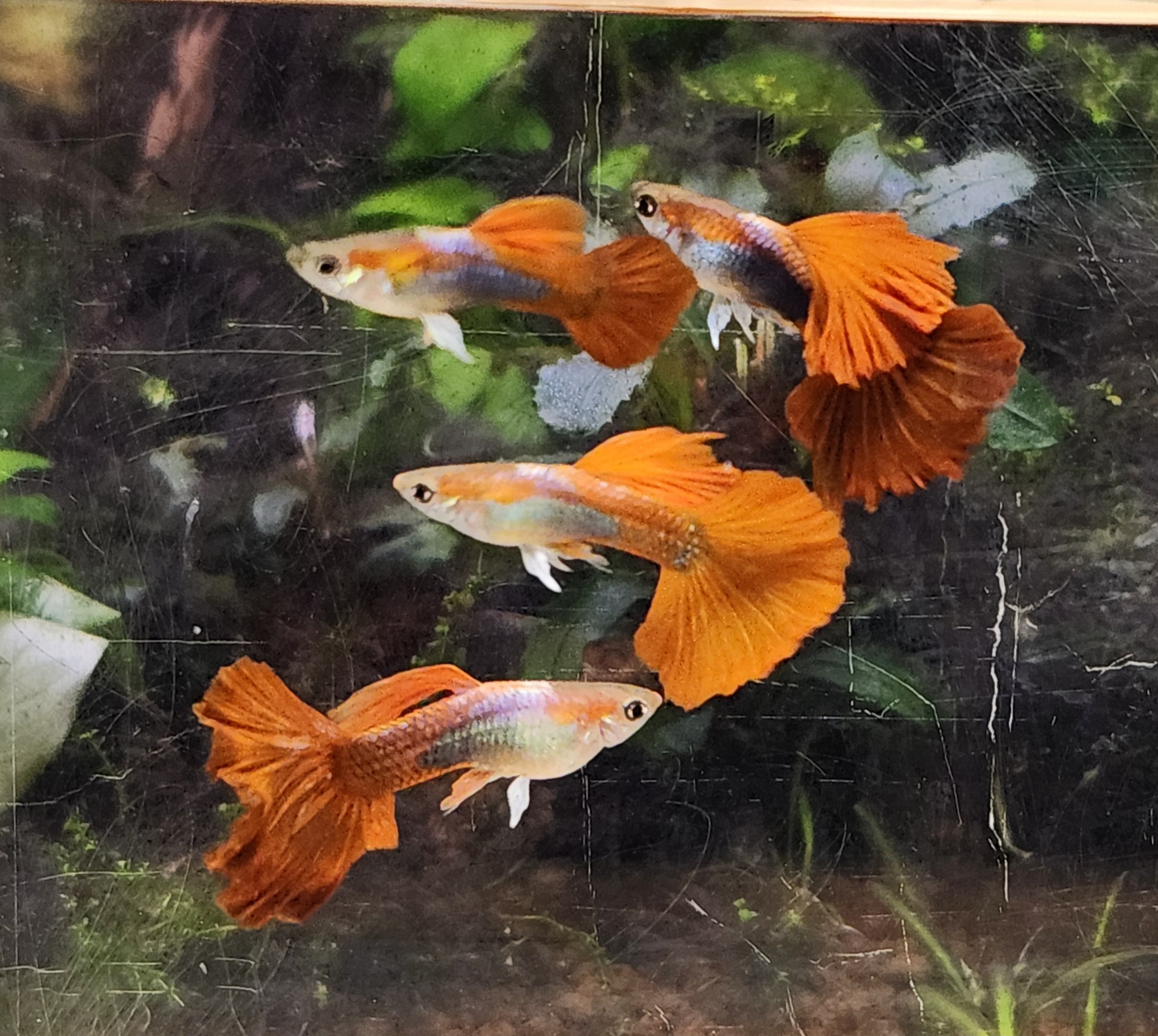 12x HB Red Rose guppy pack - FREE SHIPPING