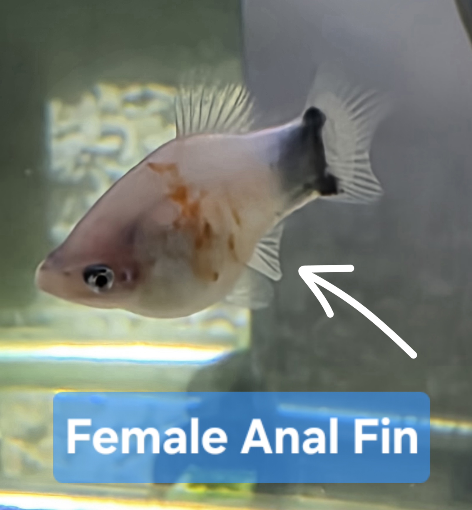 Gilled Gems – Premium Single Female Tiger Striped Mickey Mouse Platy