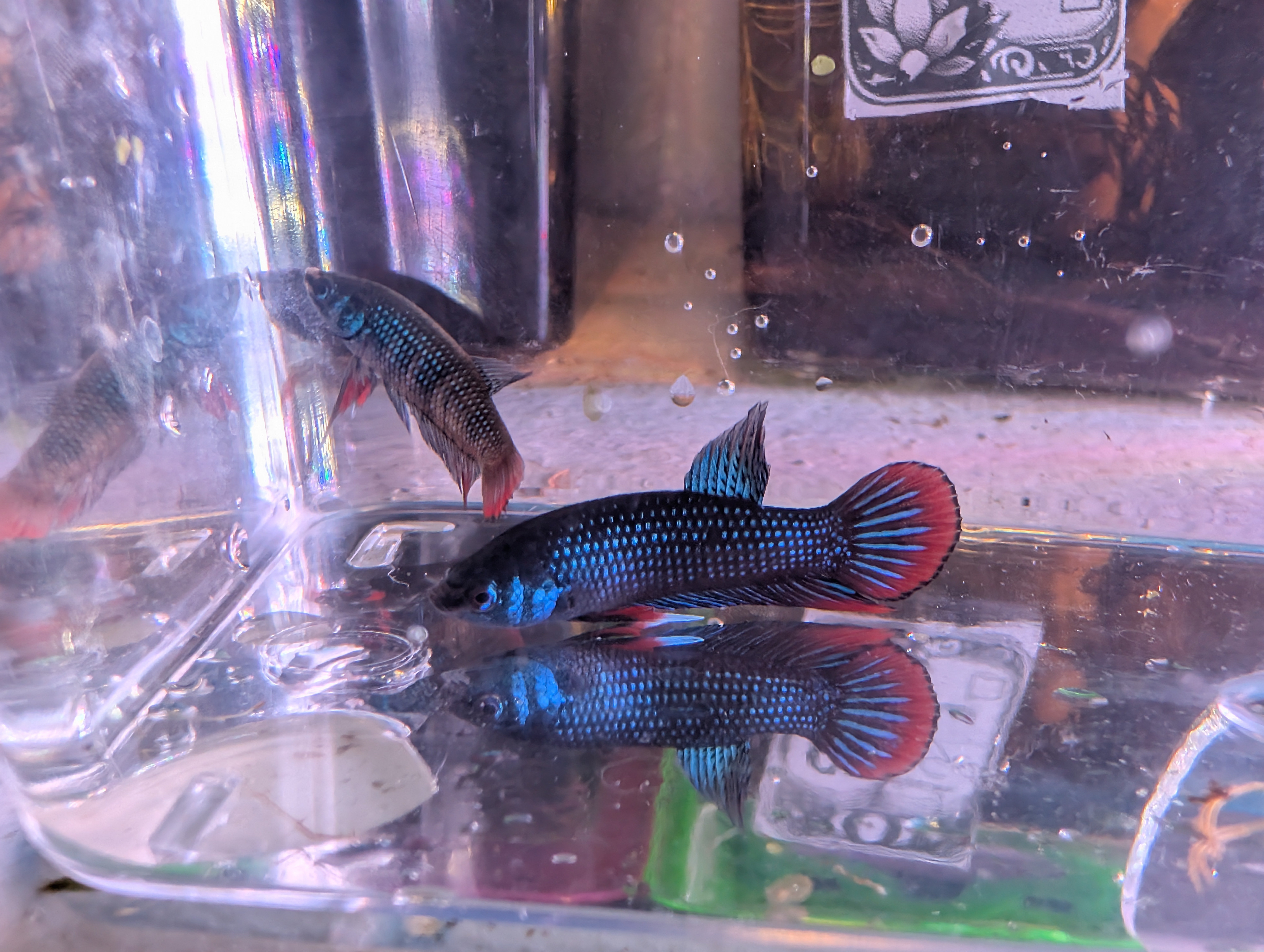 Pair of Betta imbelis
