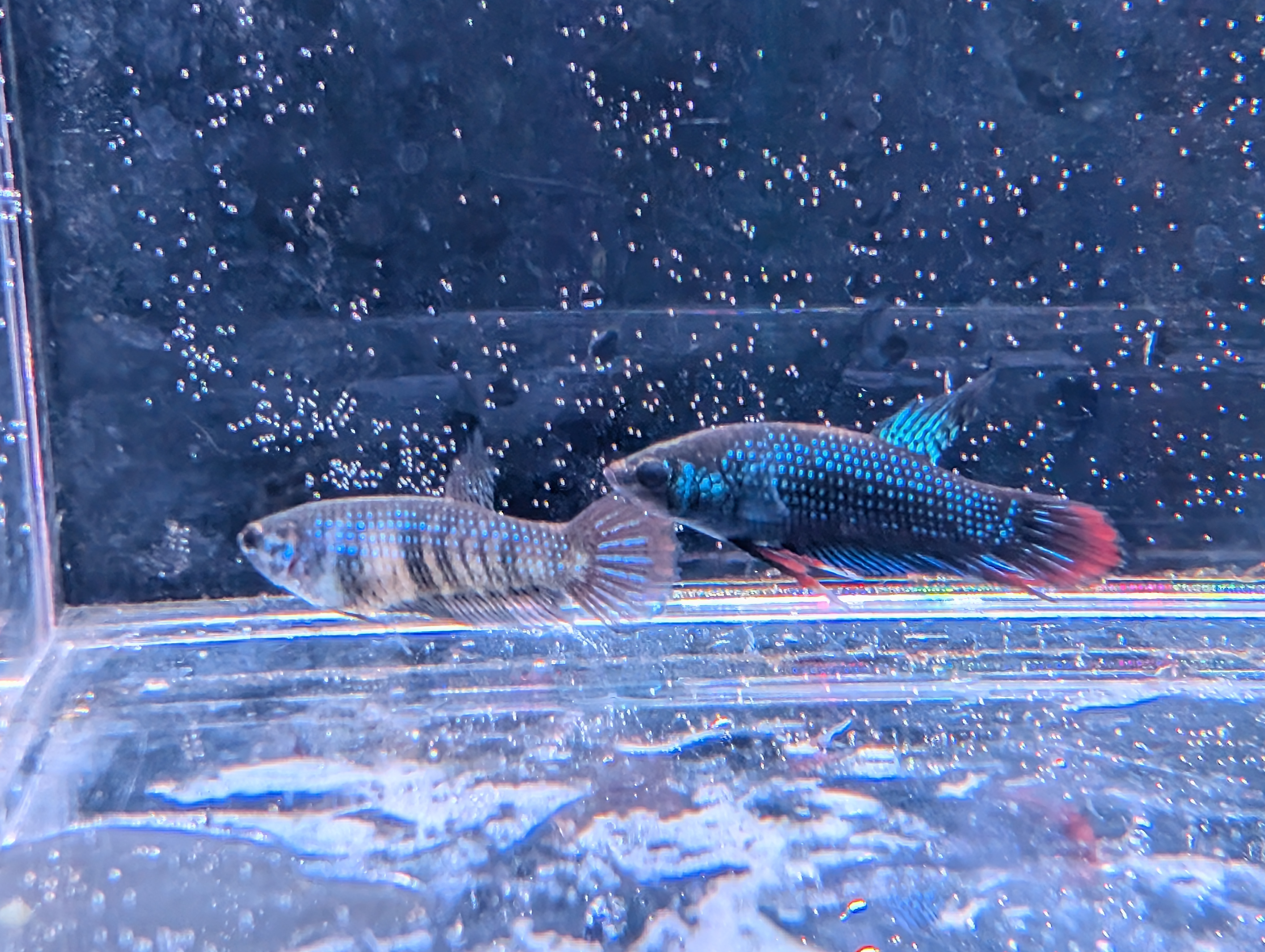 Pair Of Betta Imbelis - "Crescent Betta" - Rare Wild Betta Fish WYSIWYG
