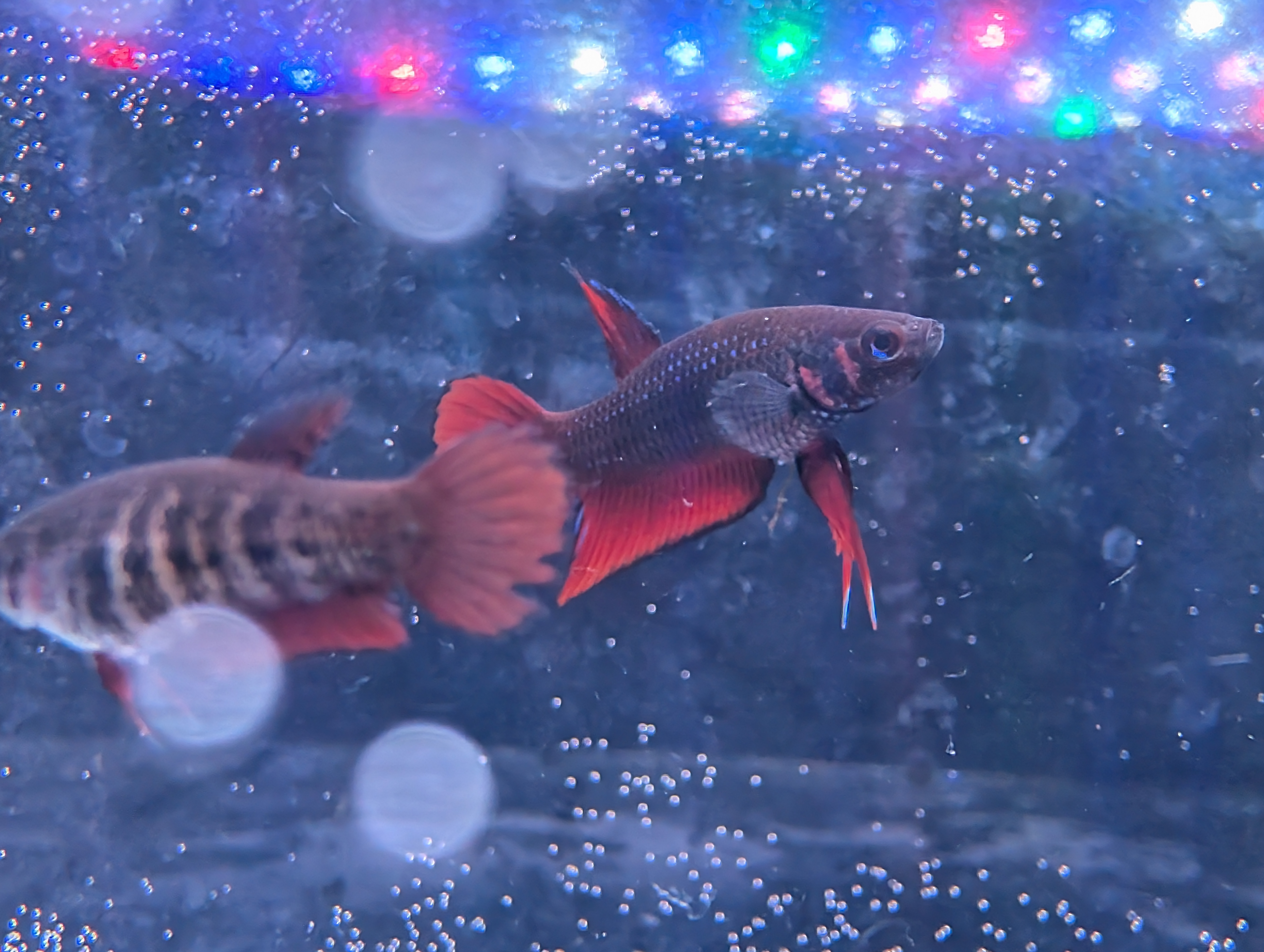 Pair Of Betta Splenden - Red Wild Type- RARE wild Betta WYSIWYG