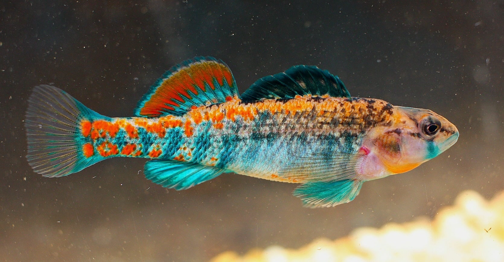For sale are 6 Orangethroat Darters