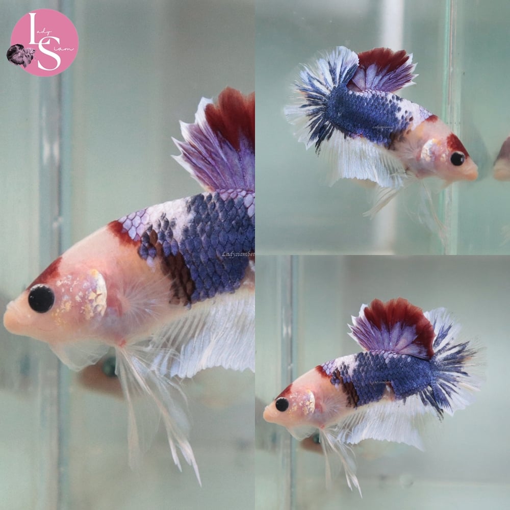 [Thailand] Tanjo Fancy HMPK (Male)