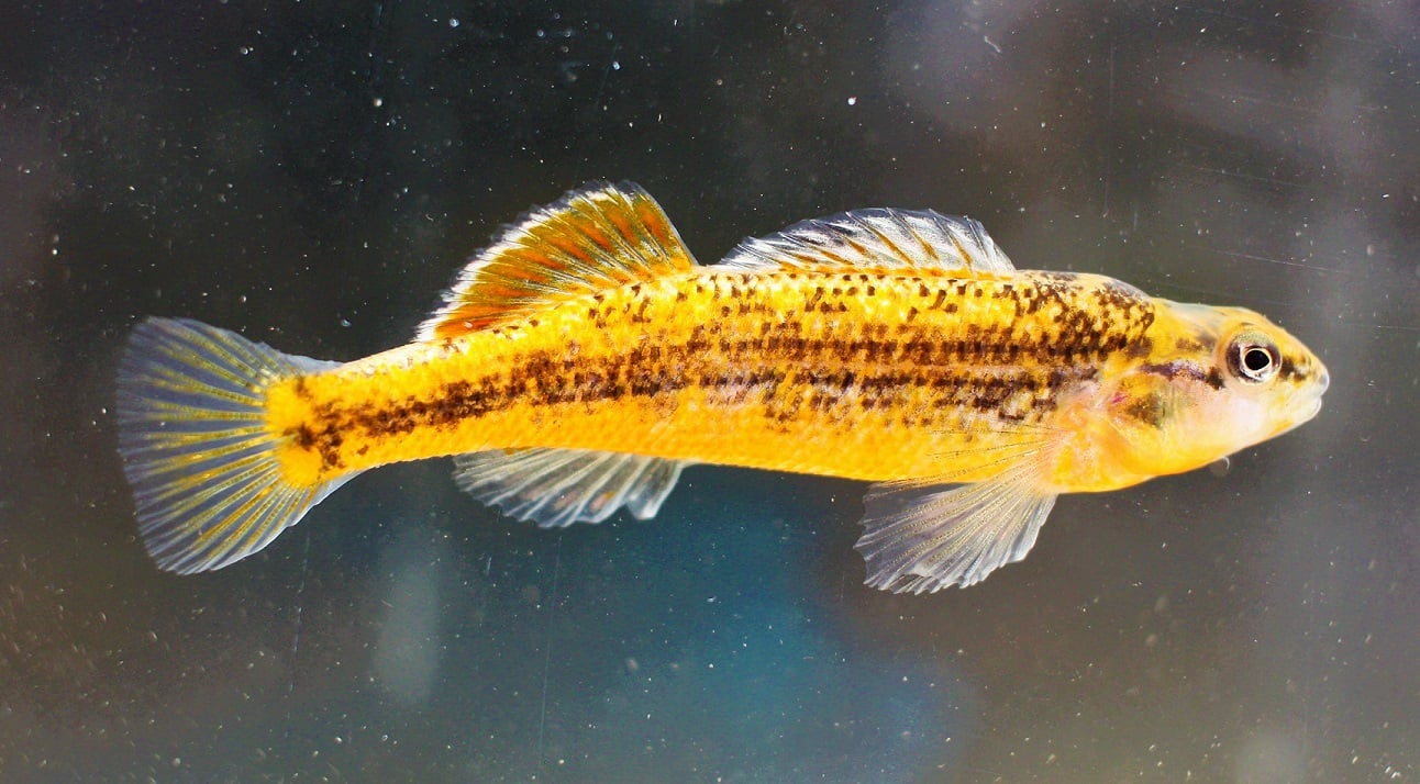For sale 8 Gold Orangethroat Darters.