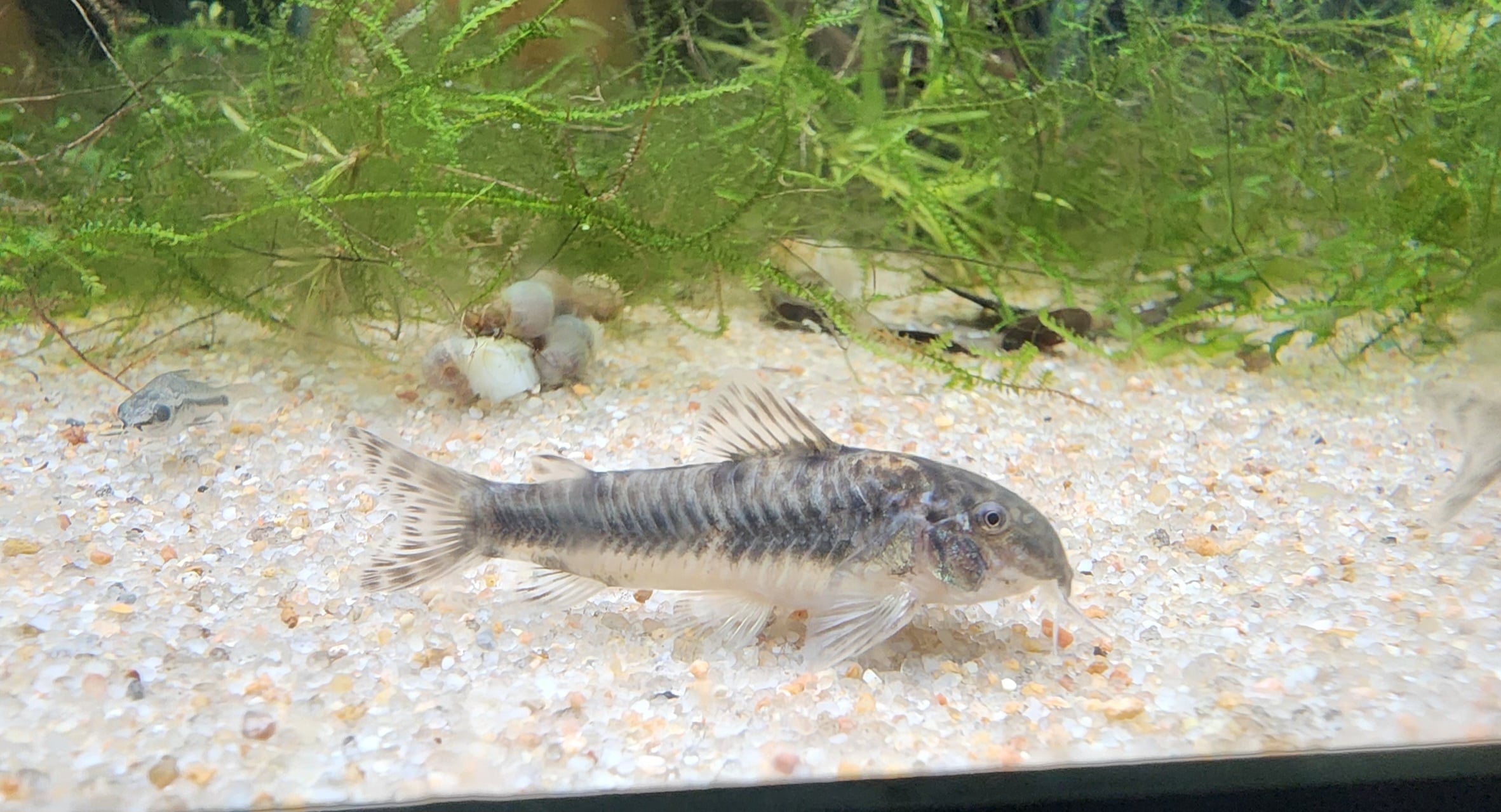 Aspidoras raimundi