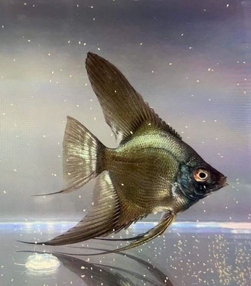 6 DD Bulgarian Green Seal Point Angelfish