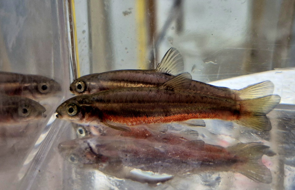 For sale are 8 Northern Redbelly Dace