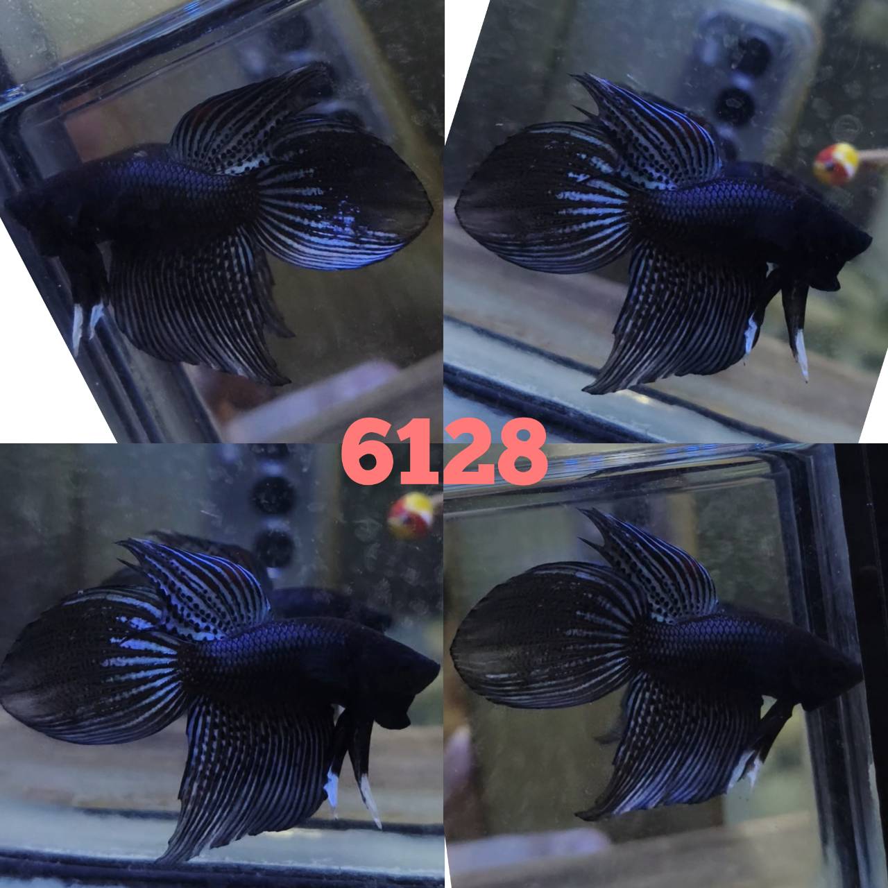 VT Fancy Black male 1.3 inch