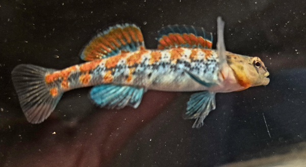 For sale are 6 Plateau Darters