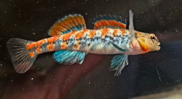 For sale are 6 Plateau Darters
