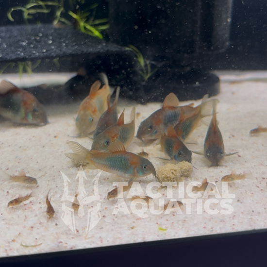Group of 6 Orange Venezuelan Corydoras - Homebred Juveniles