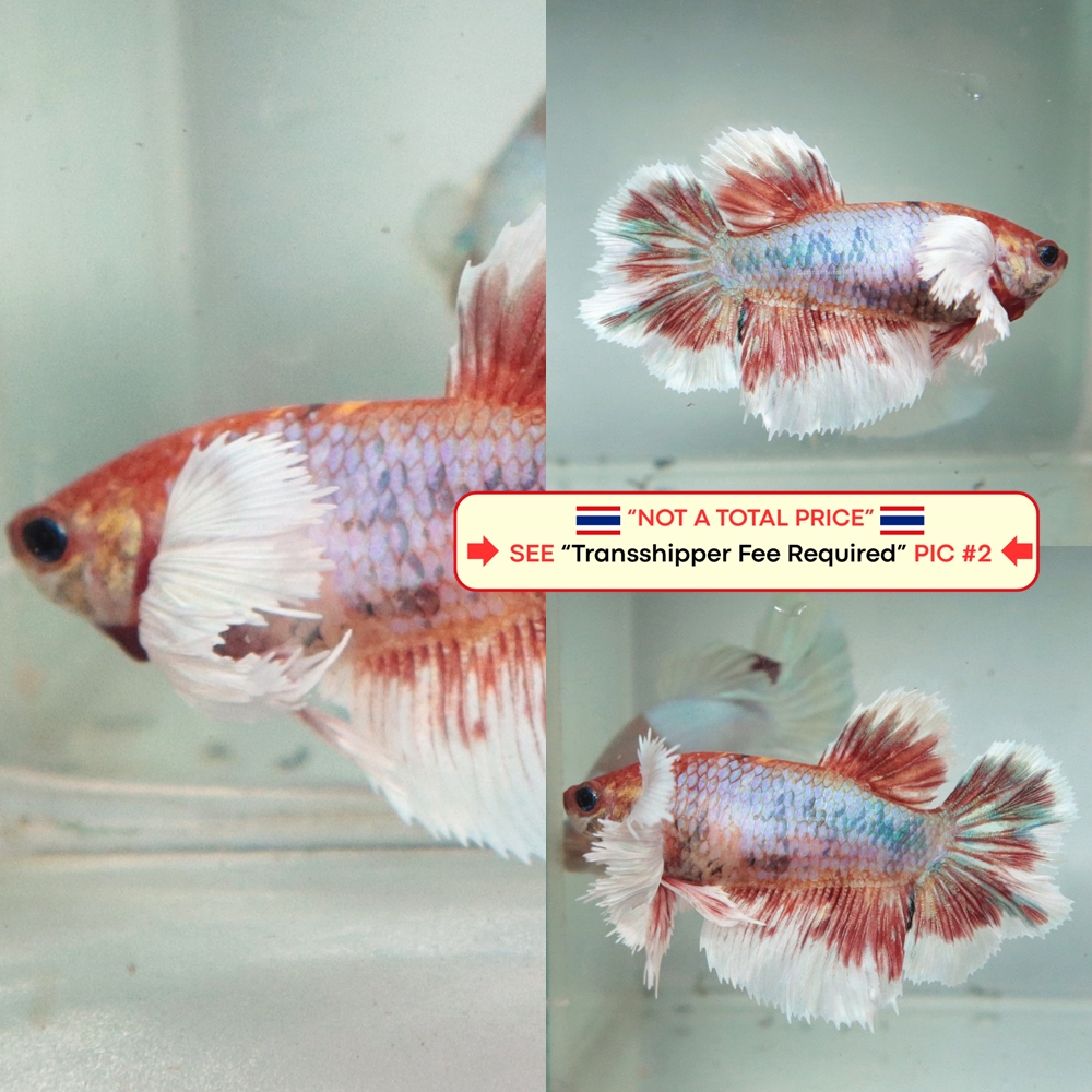 [Thailand] Candy Dumbo HM (Female)