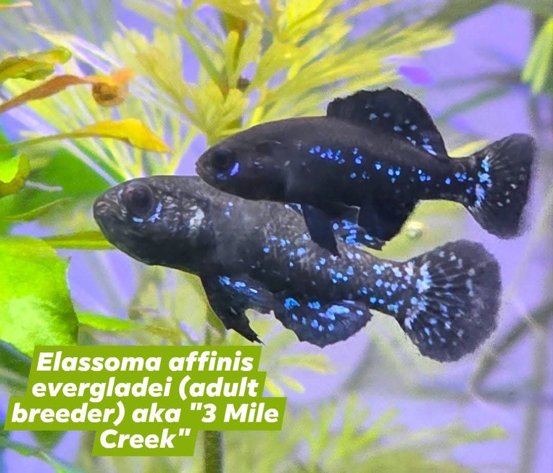 "3 Mile Creek" pygmy sunfish: Elassoma affinis evergladei, F1s, group of 4, unsexed