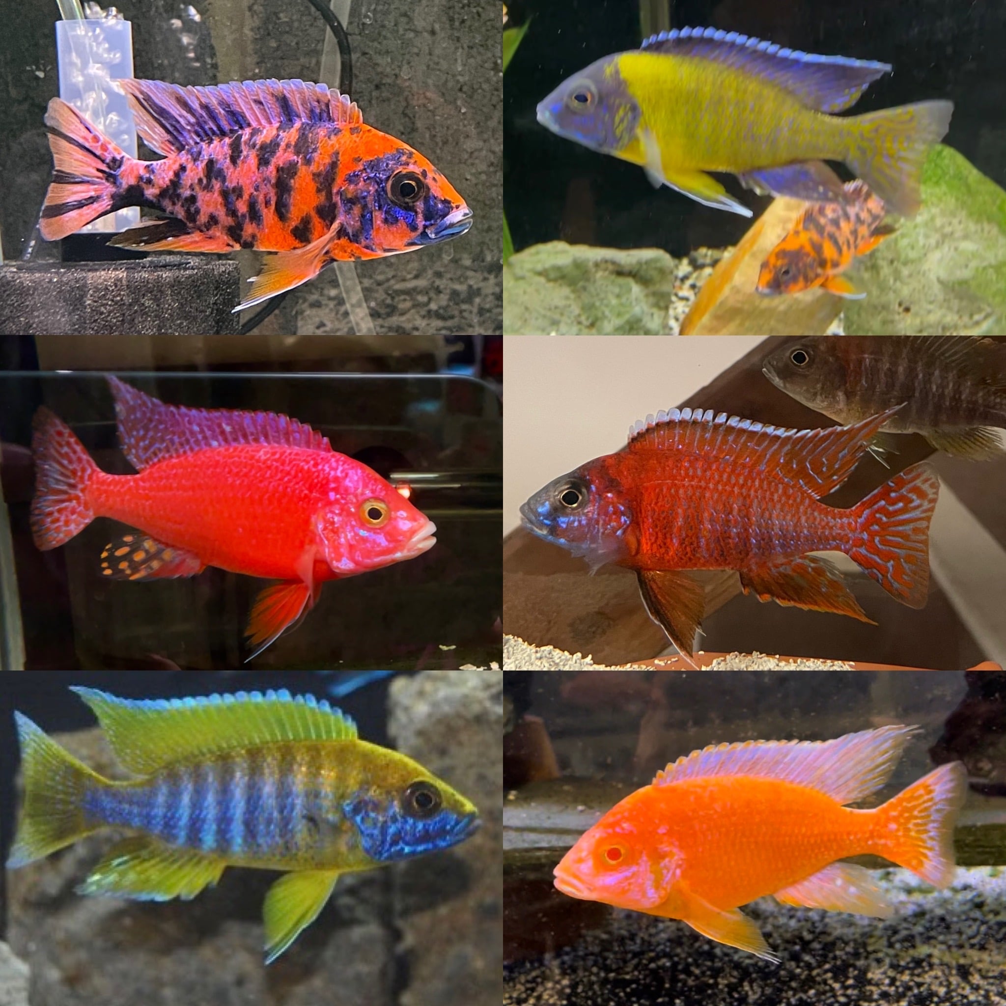 Store: Colorful Peacocks