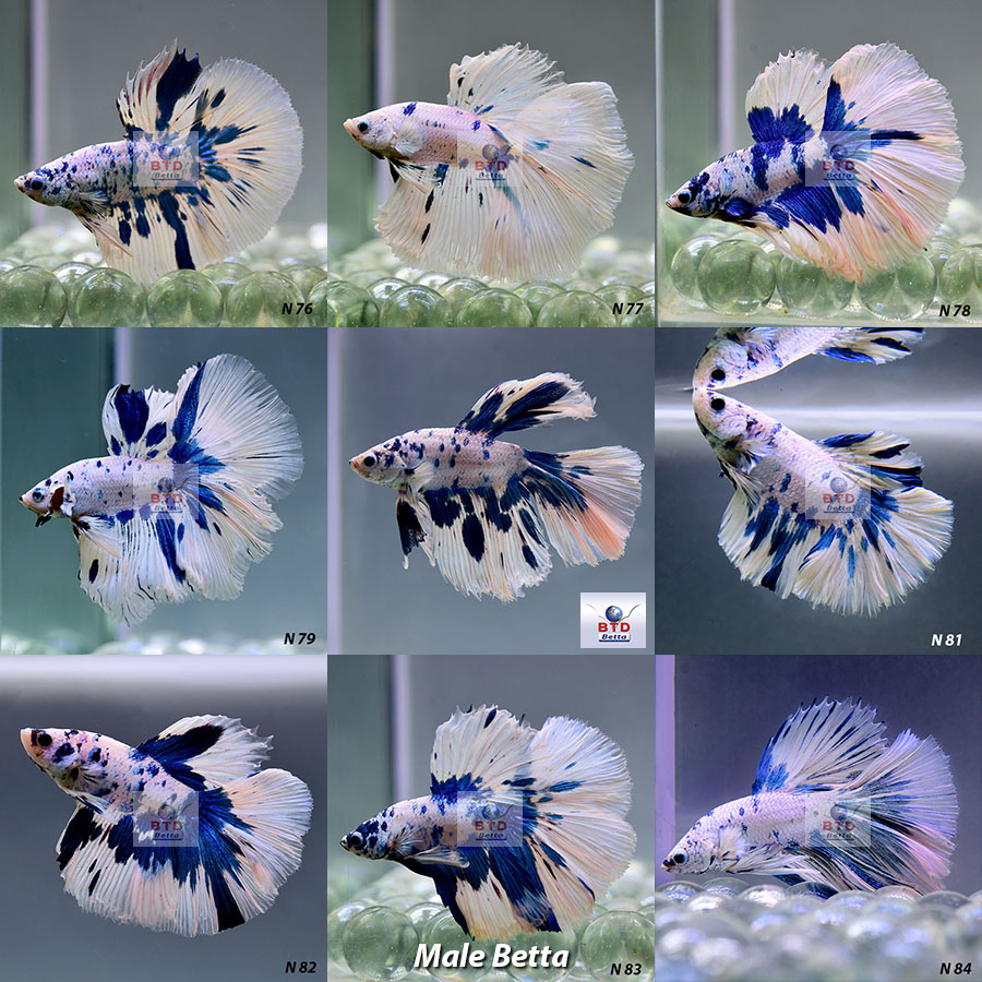 N76-N84 Fancy Male Blue Marble HM Premium Grade