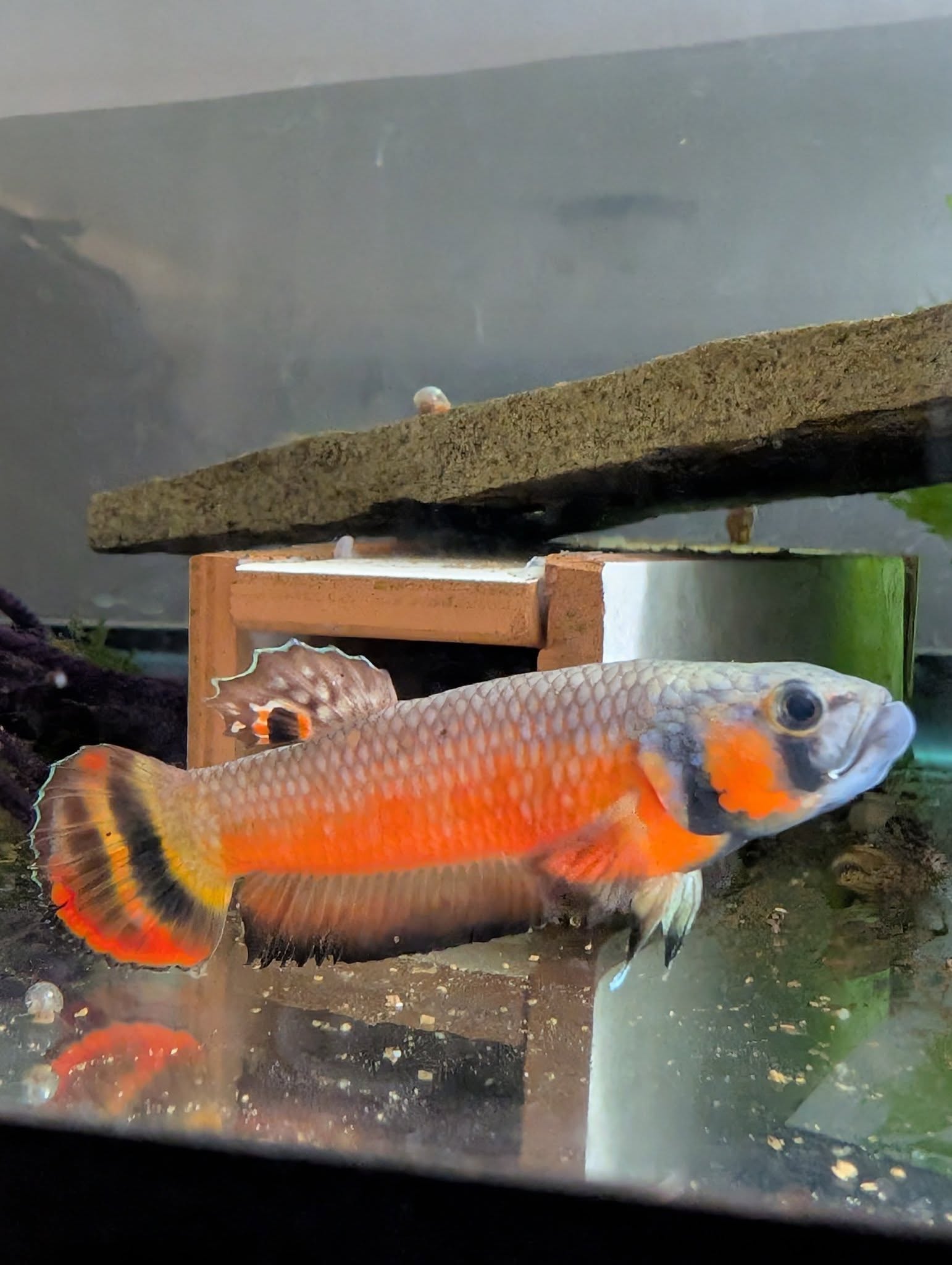 Betta Macrostoma - Breeder pairs in Colorado, USA - Shipping included