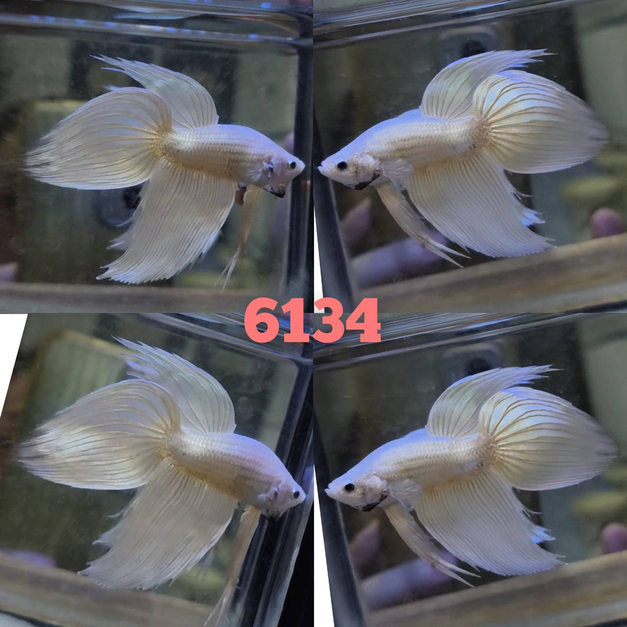 VT gold male 1.5 inch