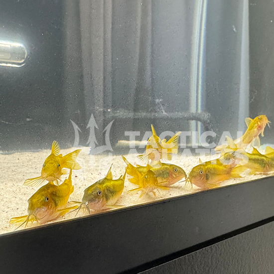 6 Green Laser Corydoras (CW009) – Juveniles