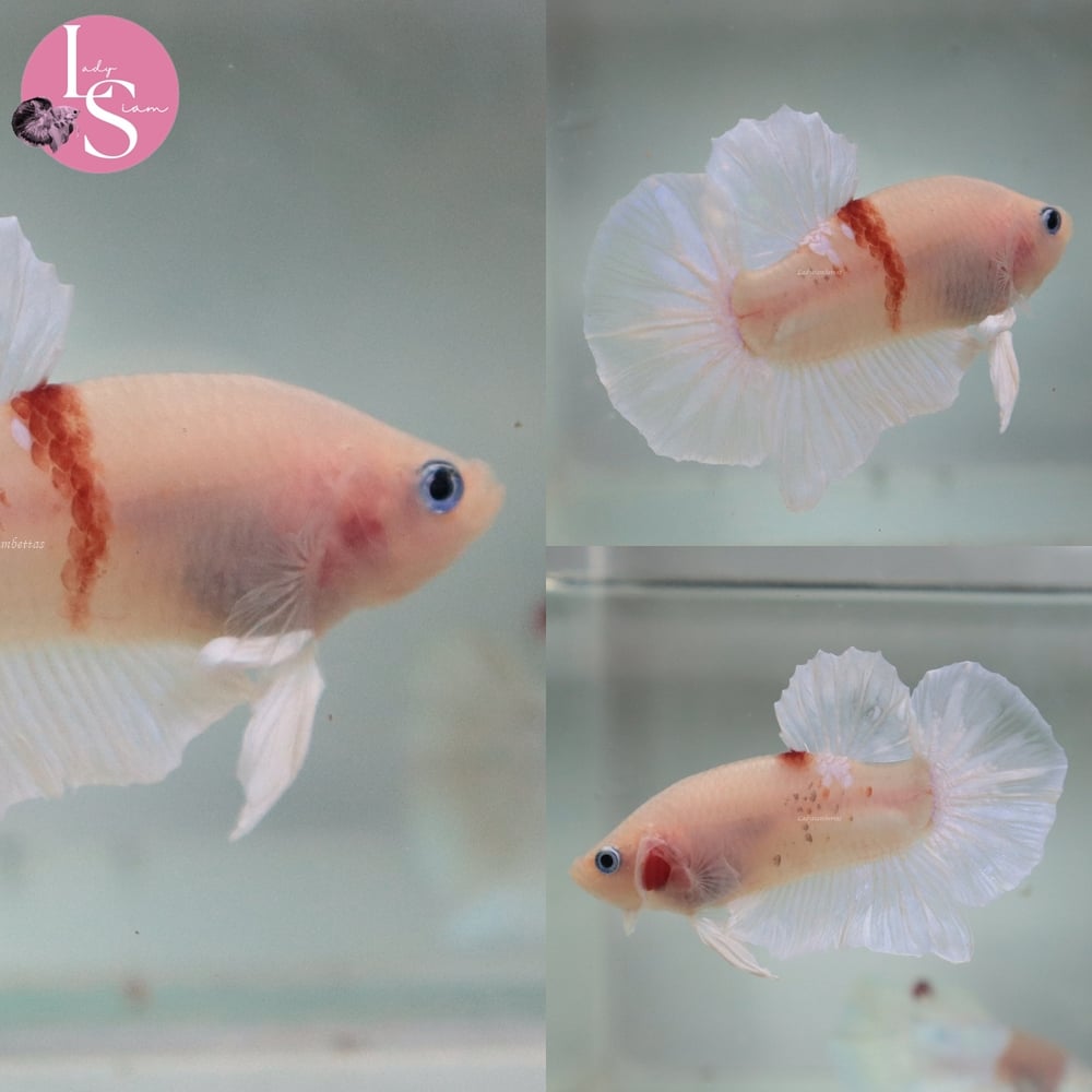 [Thailand] Tanjo White HMPK (Male)