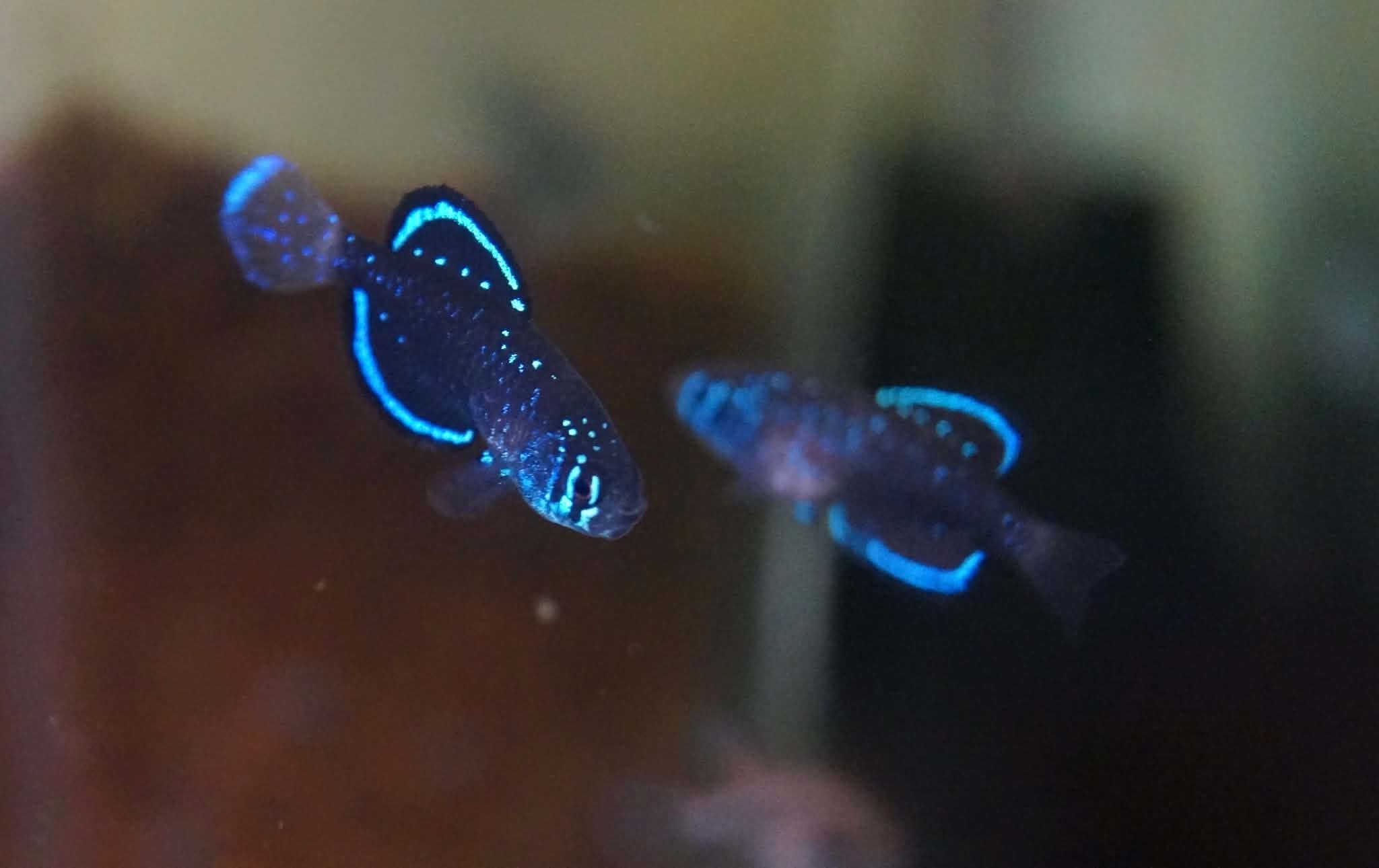 Spectrolebias costai Sao Miguel do Araguaria RR 08-03,30 eggs