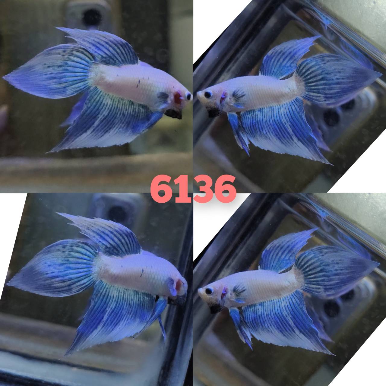 VT male 1.3 inch