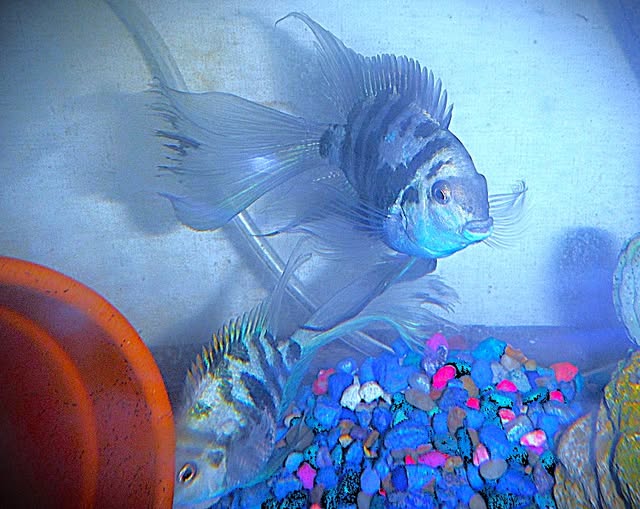 2 Inch Blue Tiger Parrots Group of 6