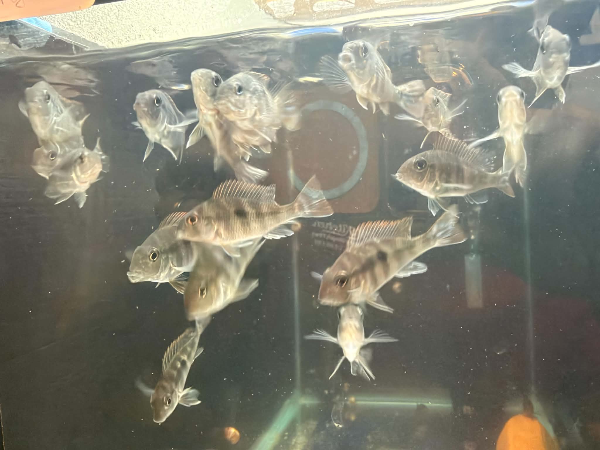 Red Head Tapajos Eartheater - Geophagus sp. 1.75"-2"