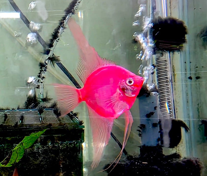 Store: Long Island Angelfish