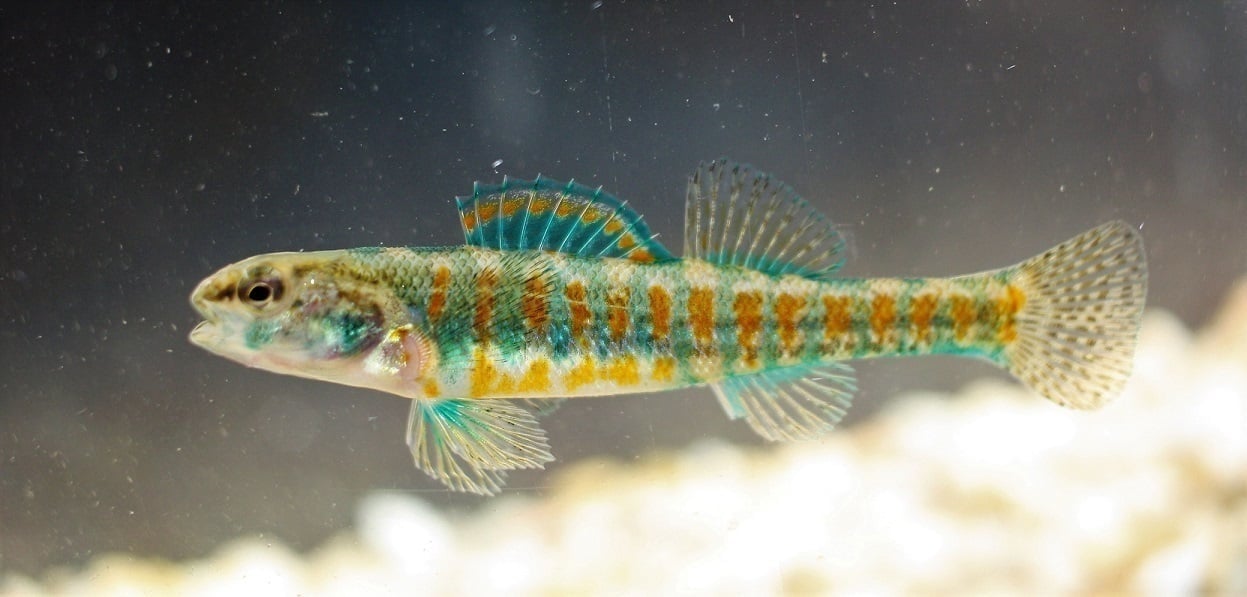 For sale are 8 Iowa Darters.
