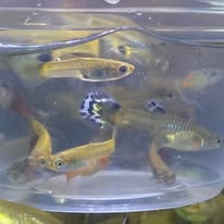 Class K Endlers