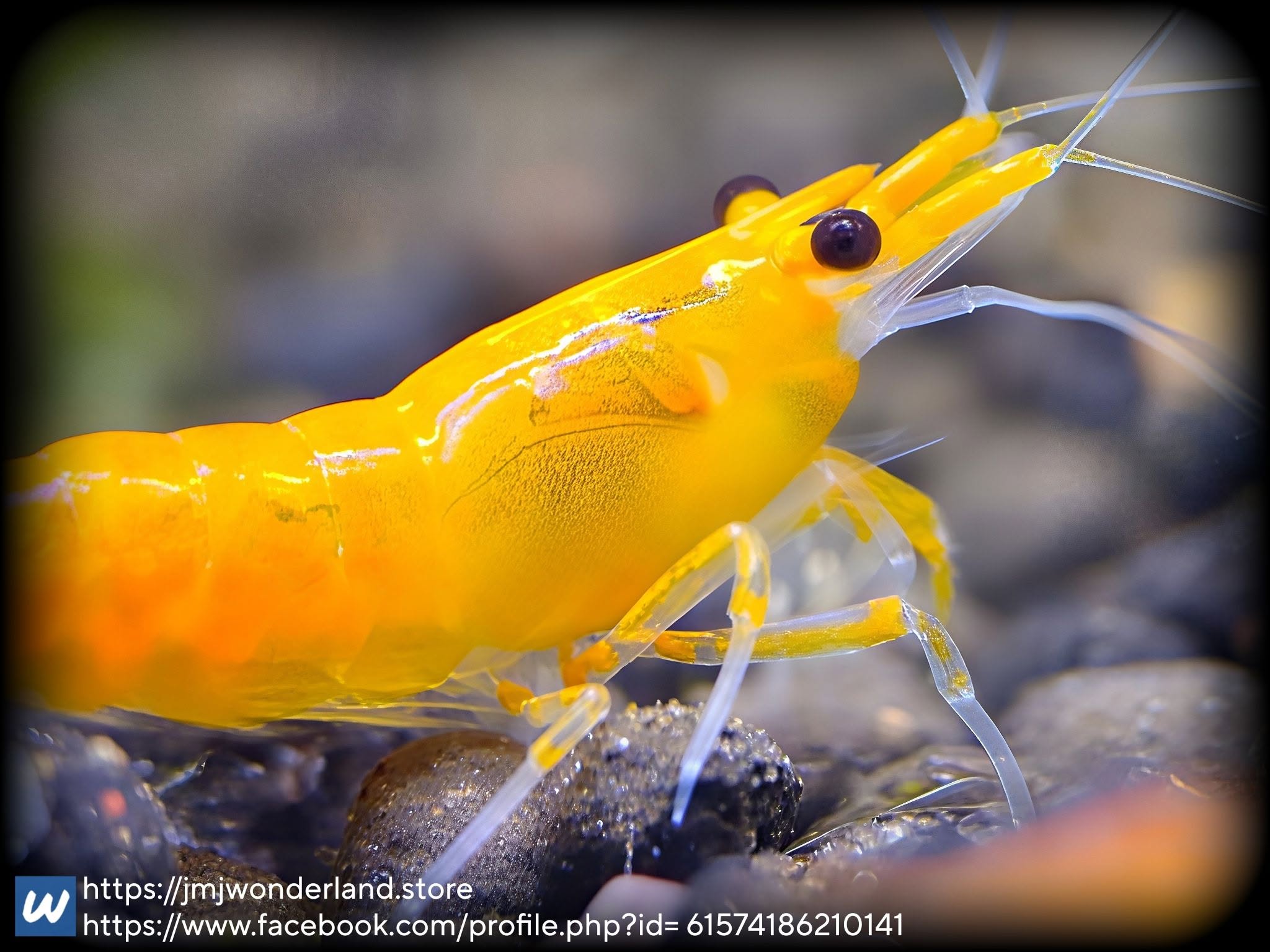 10+1 Orange/Sunkist Neocaridina Dwarf Shrimp - FAST SHIPPING