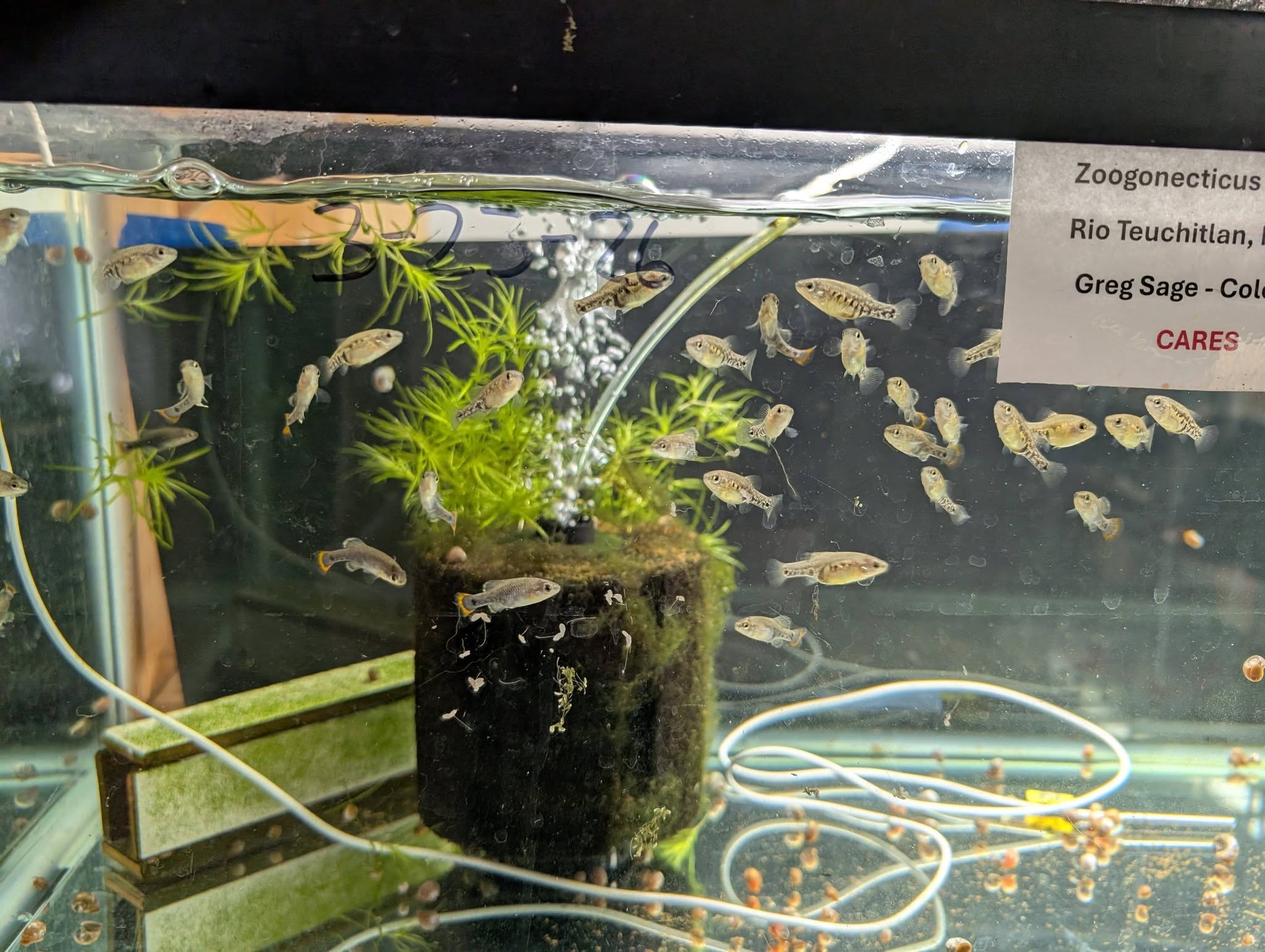 Zoogoneticus tequila, Tequila splitfin goodeid - PAIRS OR TRIOS