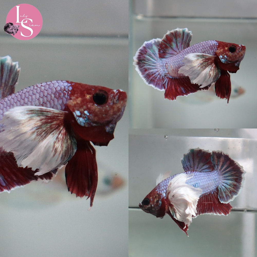 [Thailand] Green Red Dumbo HMPK (Male)